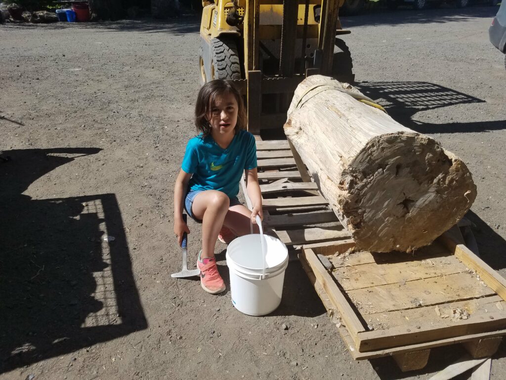 large petrified wood log