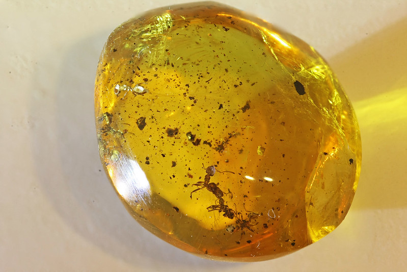 Authentic Dominican amber with ant inclusions