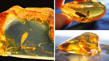 fake vs real amber