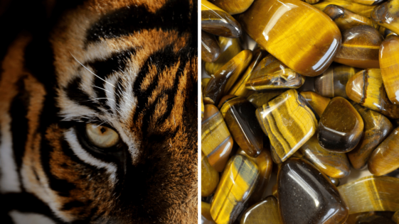 close up image of a tigers eye next to the stone known as tigers eye