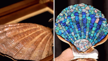 amazing opal lined clam shell