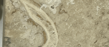 human fossil in travertine