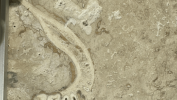 human fossil in travertine